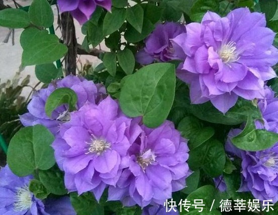 姐姐在小院里种一种花,开花实在太漂亮,路过的人没有不夸的