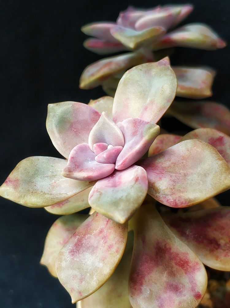 成长|与多肉一起走过的日子,见证多肉的成长过程!