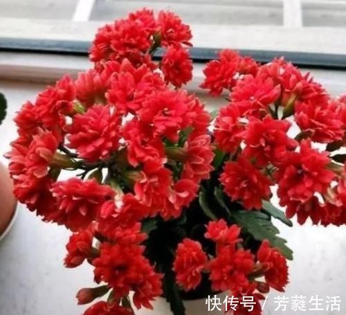 美色|几种花养在家里，一整年都有好运气，花美色艳，花儿轻松开爆盆