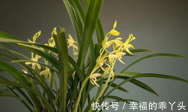 养兰花要懂得服盆和分苗，如果不懂，凭什么能养好