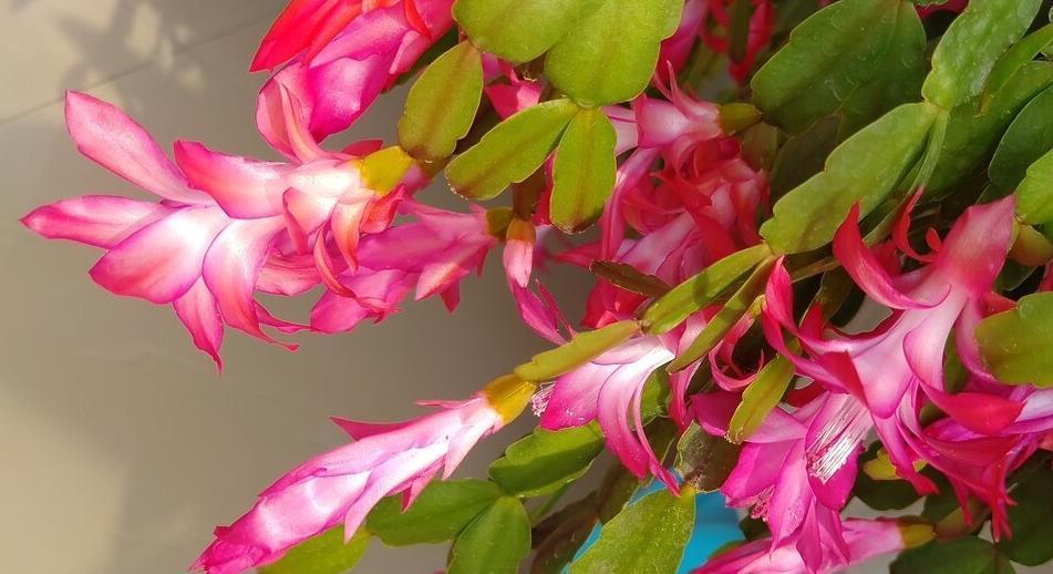 冬季养殖蟹爪兰要注意这几点,稍有不慎就会花苞枯萎,叶片化水