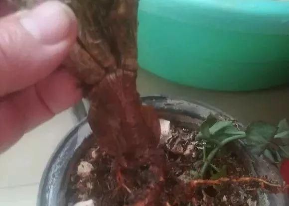 盆底|盆里扔2样东西,养花10年不烂根,叶子油光瓦亮,花苞挂满枝头