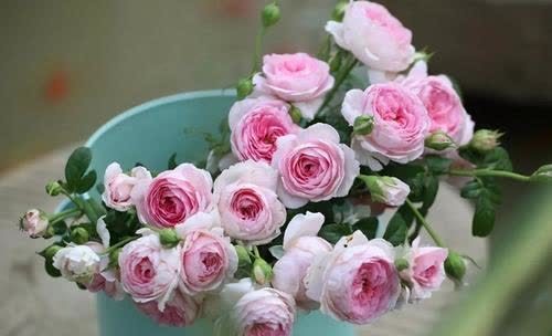 想要月季花开满枝头,早春施肥是关键,可别忽略了!