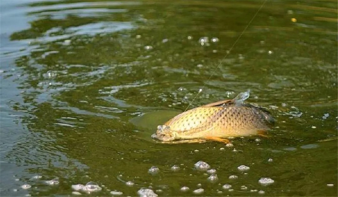 鲤鱼这钓法，我用了30年，每次渔获几十斤！