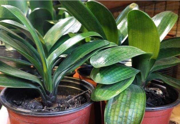 养护|君子兰叶片亮绿,怎么养护才能颜值高,多开花?