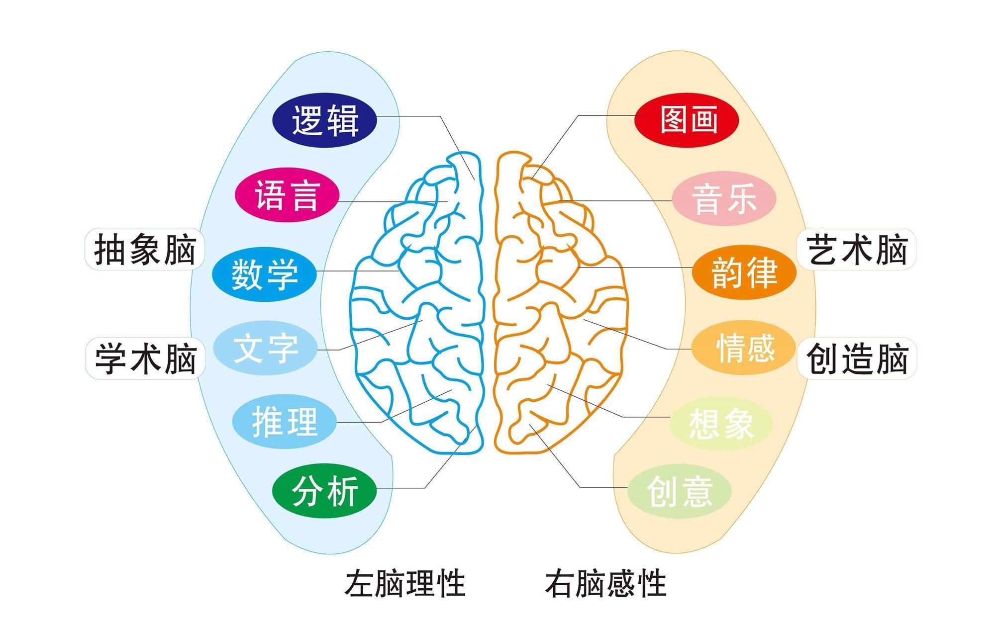 小时候|孩子若有这3种特征，说明右脑很发达，长大多半是“学习的料”