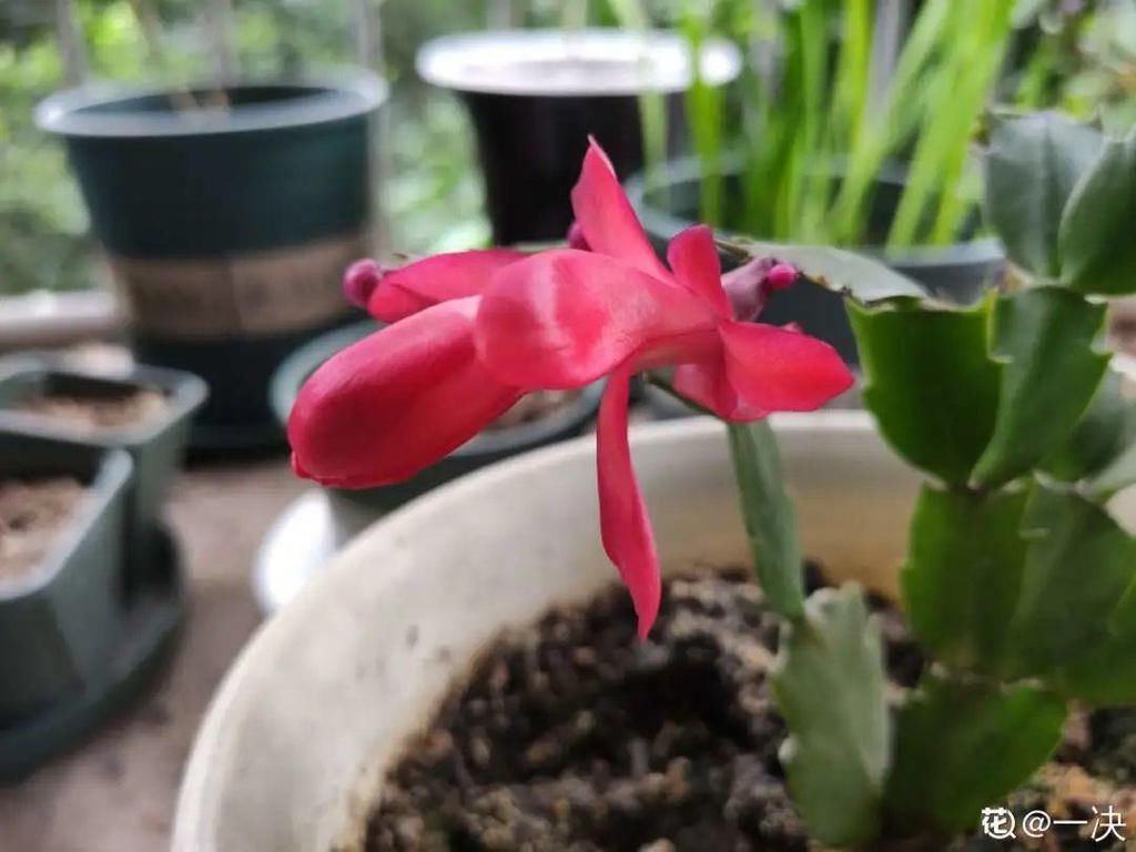 茶花冒花苞，用手一碰就掉了，到底为啥？