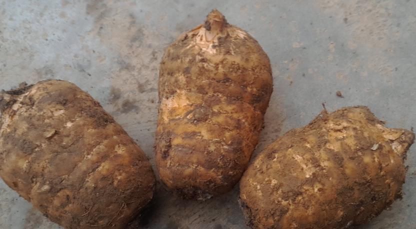 泻药|大黄农村遍地都是，不是人参胜似“人参”，竟然还能拿去卖钱呢