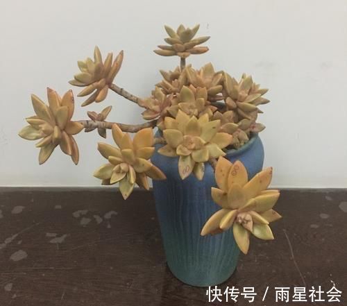 养多肉3年顺风顺水，多亏选了这6种大普货，现在全是大老桩