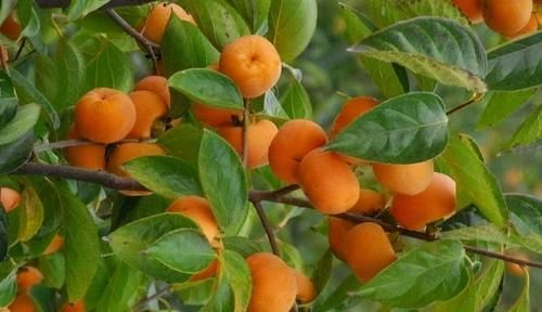 维生素c|夏季养生正当时，3种食物不可少，补充营养，身体棒棒哒！