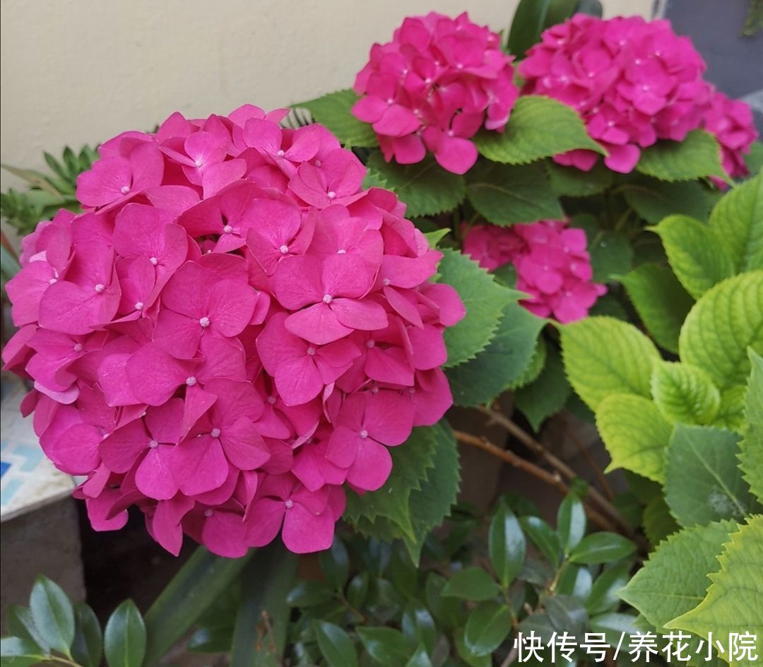 花卉|绣球还不开花，及时做对3件事，一段时间后花团锦簇