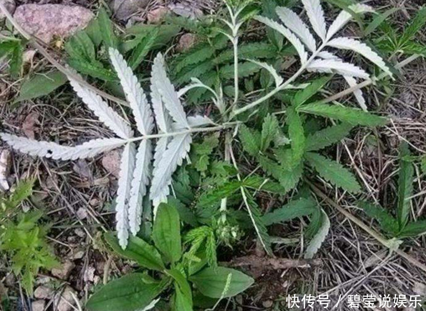 野草|农村一种野草,小时候当成零食吃,如今方知很珍贵,寻找不易