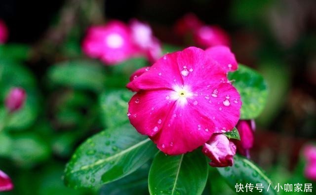 门前|适合门前种植的8种花卉,你喜欢哪种?