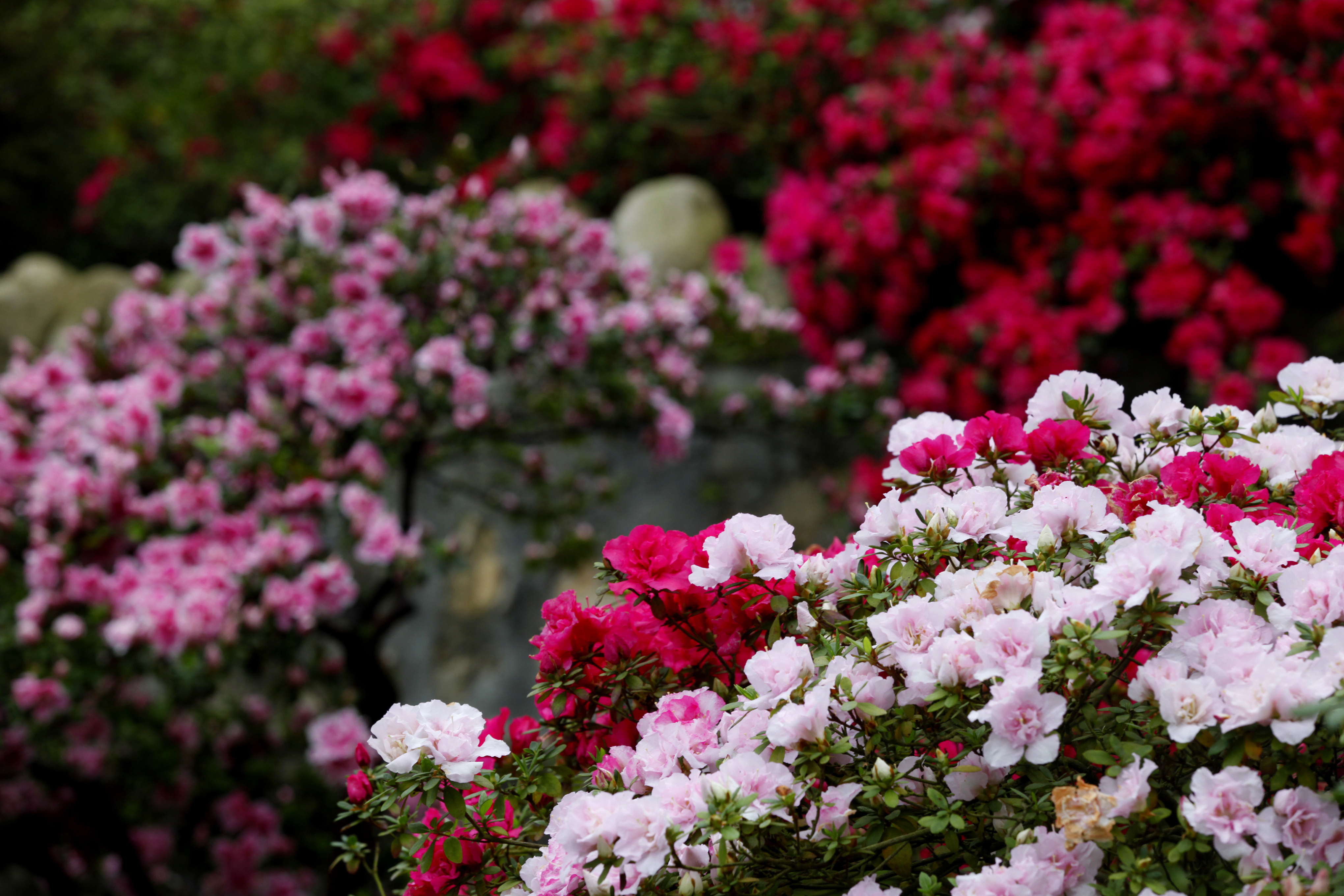 清明时节，龟峰山踏青赏花恰当时