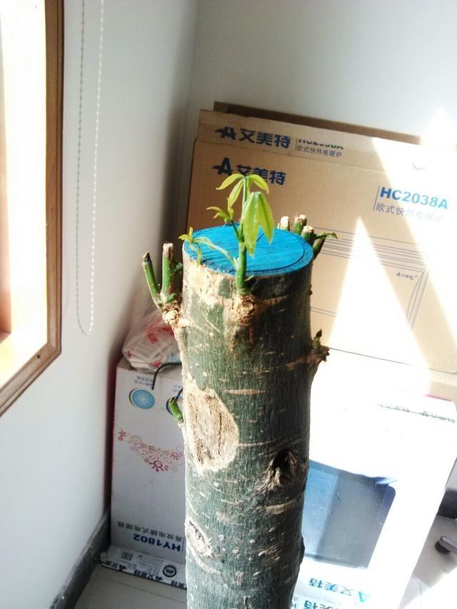 绿萝、发财树蔫了别浇水，浇一盆死一盆，要这样救治