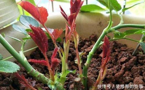 月季花爆花真简单,掌握一个方法,猛长笋芽省心有效!