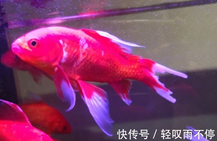 晓露@七律 梦中思(七首)