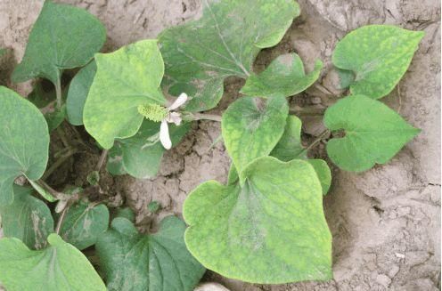 农村有些少见的野菜，能清虚热，补肝肾，明目，降肺火