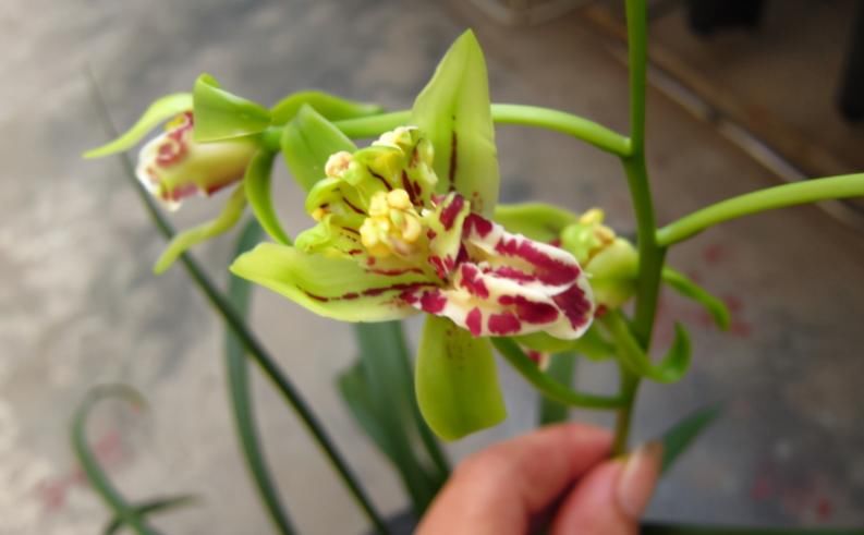 窗台盆栽养国兰小技巧:这2方面到位,打理省心又效果好