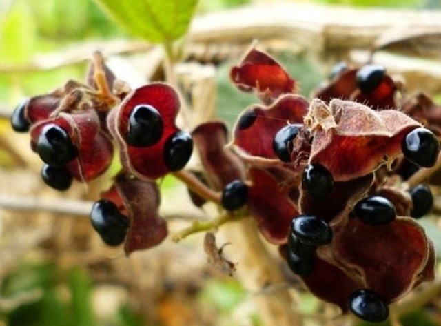 黄芪|女人月经变少不要慌,多吃4种激发食物,排出子宫毒素卵巢也受益