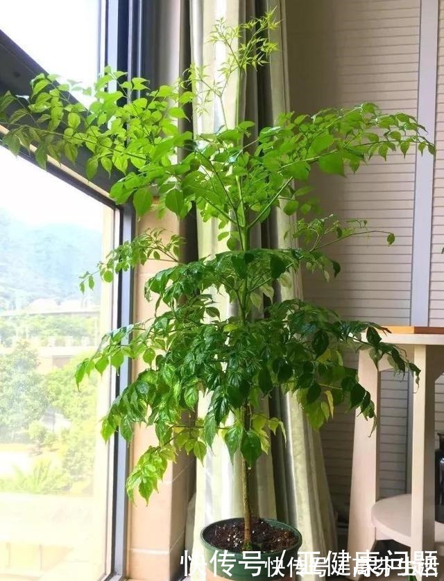 通风度|幸福的家里,就该养盆“幸福树”,四季常青,9月开出幸福花!