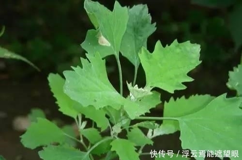 农村荒地生长的野菜，功效强悍，补钙、除口臭，你吃过吗？