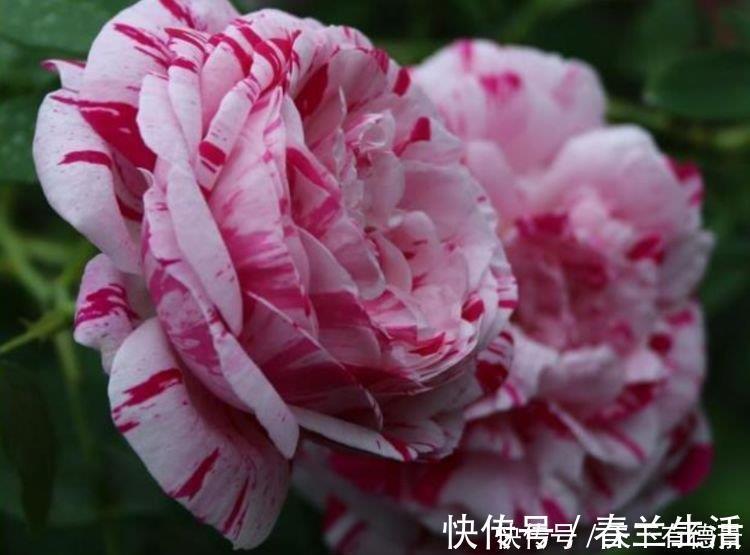 4种花是花卉中的“佼佼者”，花朵仙又美，全年开花不断