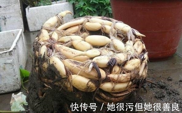 老妈|老妈将养了5年的荷花给打碎了,却取出这样的东西,真是让人惊喜