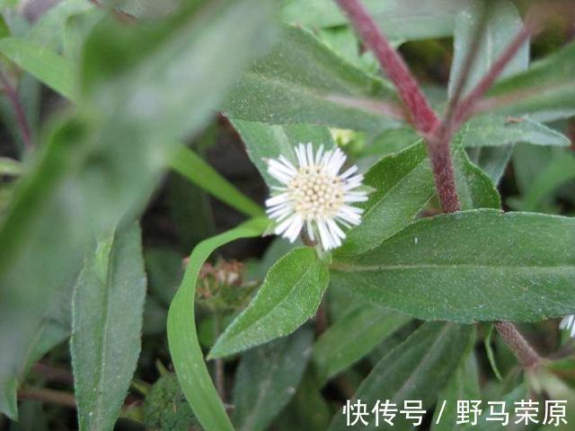 泡水|它曾用来喂猪,如今价值被开发,泡水喝对身体有好处,记得摘