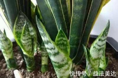 植株|想要君子兰开花,有一个小方法,叶片蹭蹭长得快,花开的漂亮极了