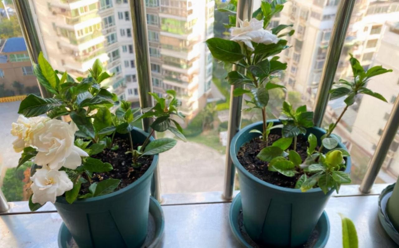 分享2个冬天扦插的小方法,10种花现在扦插正当时,生根快又壮