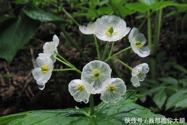 下雨|有这样一种神奇的花朵，下雨时变成透明，却有一个恐怖的名字