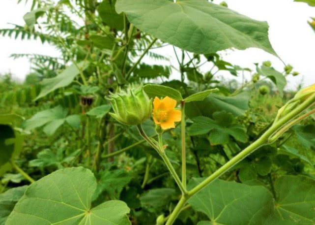 植物|野外长得不起眼的苘麻,是珍贵药材,还有治疗耳鸣的功效
