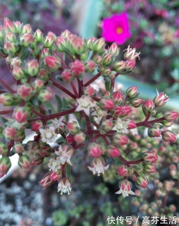 观音莲|开花会死的多肉名单,你家要有养,看见花箭就“给一刀”