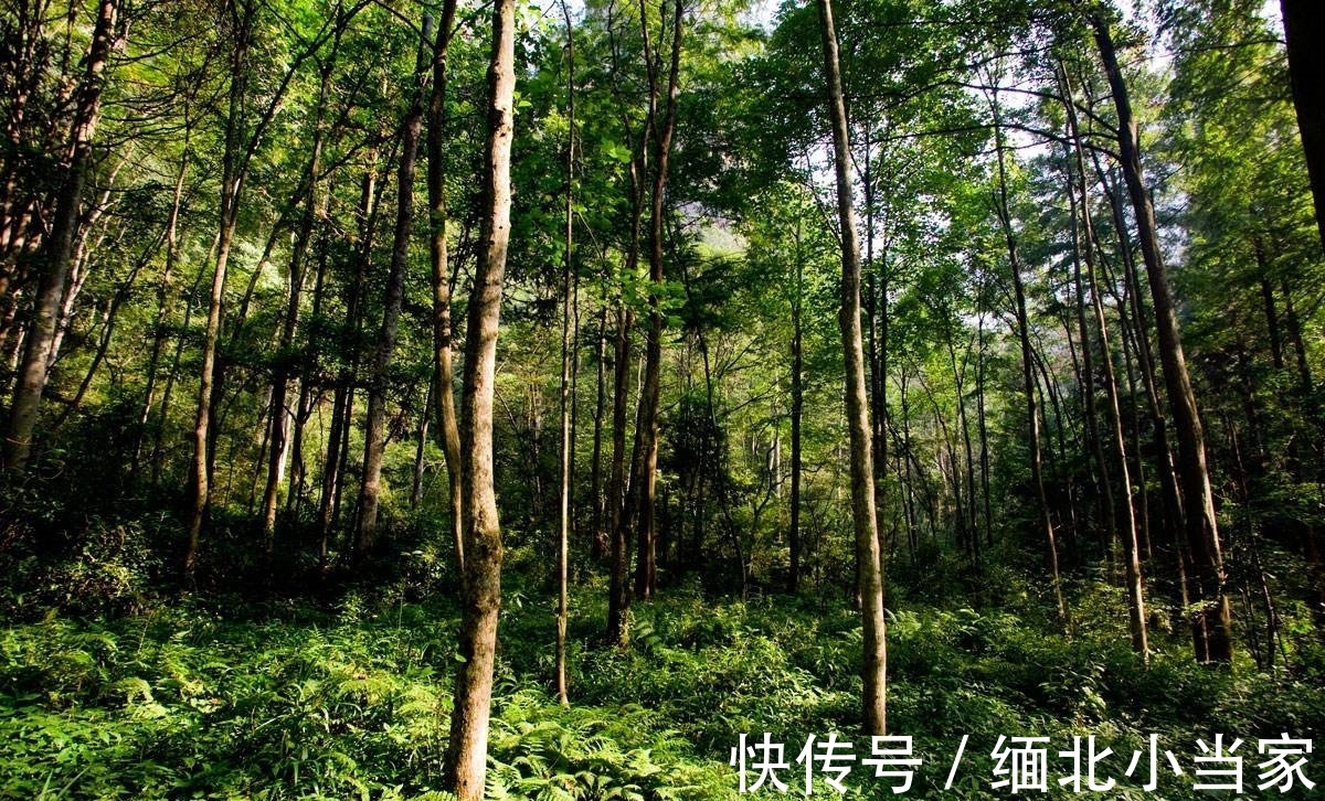 这首诗&王维很经典的1首绝句,如果现在参赛,未必能获奖,你觉得呢?