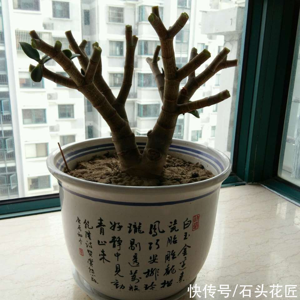 修剪|他把玉树的“叶子”全剪了,40天就长满了新芽,枝干更粗了