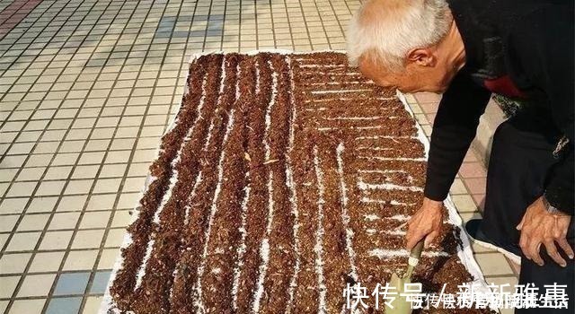 松针|家里花卉换盆,剩下“旧土”怎么办老花匠“这么”处理更肥沃!