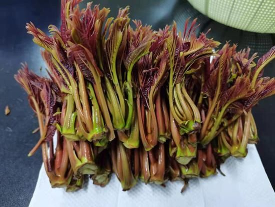 食香椿要不要焯烫？一组对比实验数据给出科学答案