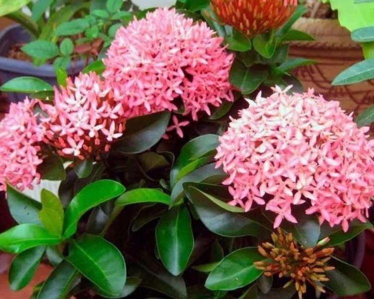 家养此款花卉,开花勤爱爆盆,花儿轻松开爆,适合阳台盆栽