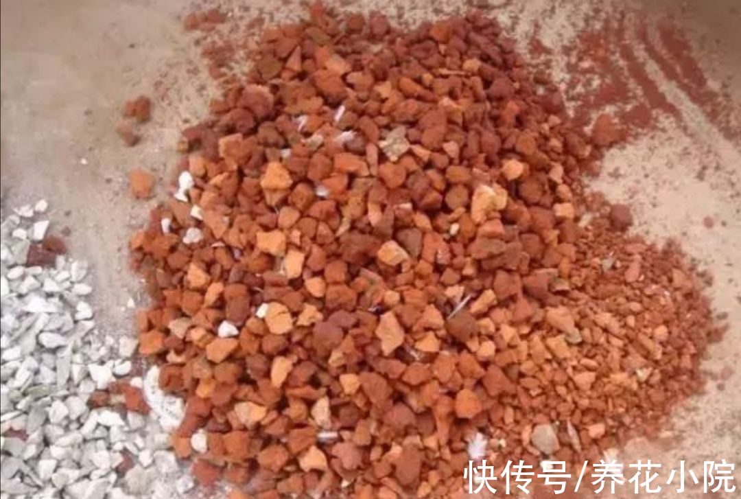 花盆下面填一层“颗粒”,疏松透气不积水,根系生长健壮