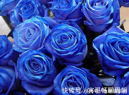 在家中养护花卉,就选择花色梦幻的花卉,妖娆优雅,非常的漂亮