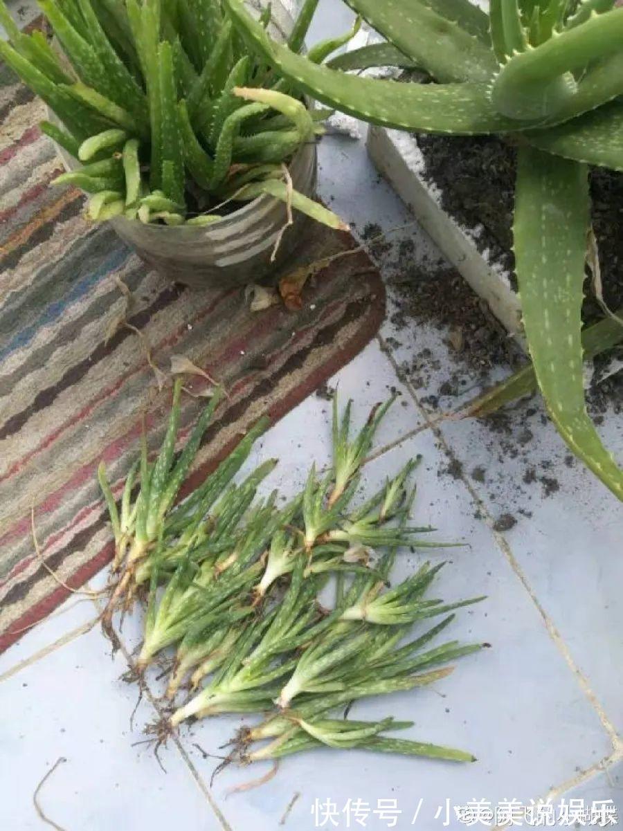 给这花换盆，土里扒出30个崽，根本不用扦插！
