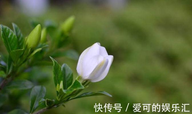 栀子花扦插做好此几点，让你生根快成活率高