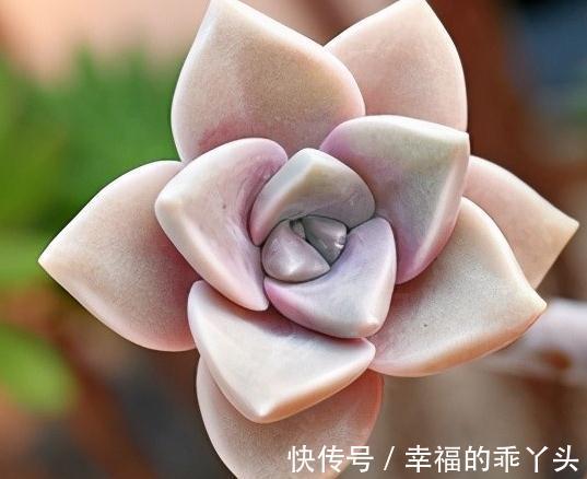 胧月，新手也可养成老桩的多肉，皮实又好养