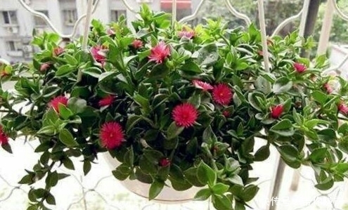 冬天|这3种花，好养又漂亮，现在种1盆，美了夏秋天，绿了冬天！