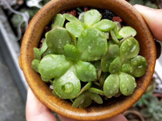 雨水|10种不能淋雨的花，淋完雨就死，盆栽养花注意事项