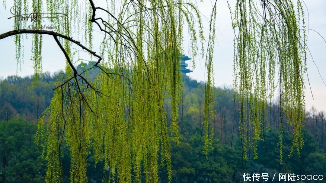 闲游雨后清晨的苏堤，感受“春眠不觉晓”的诗情画意