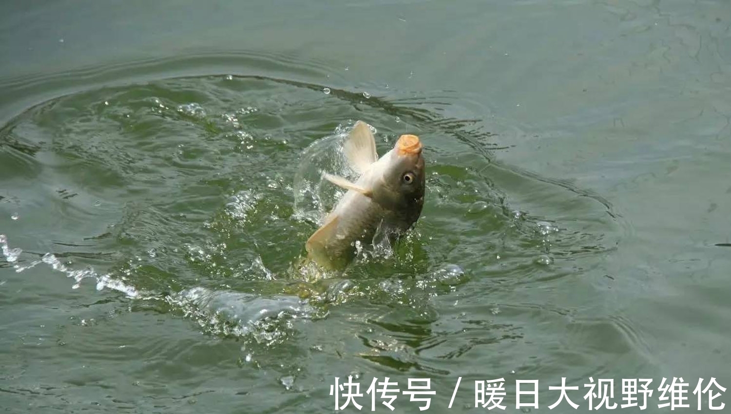 饵料|在肥水和臭底黑坑钓鱼,如何让鱼开口?在黑坑钓鱼的促开口技巧