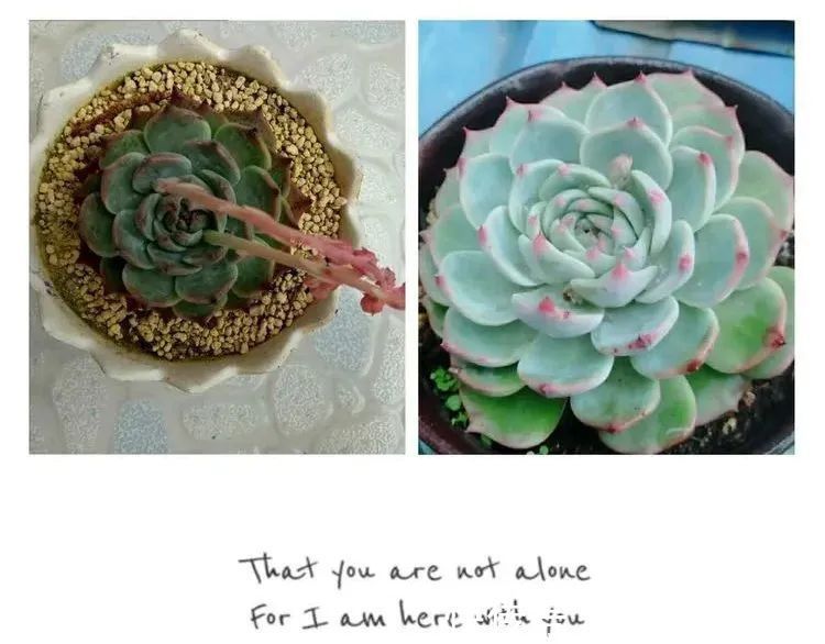 一直都养不活花,直到遇见了多肉!只要用心,就能变美!