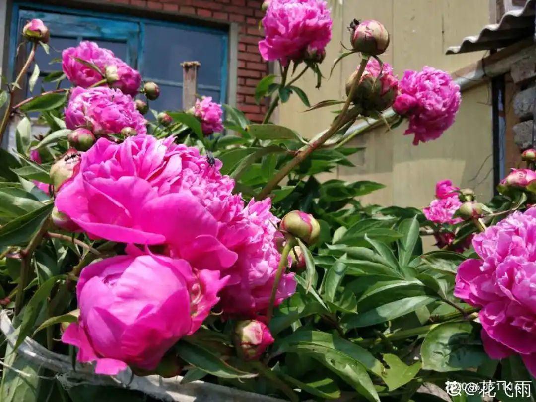 营养液|马上进入花期的花,10天一次肥,下个月就开花